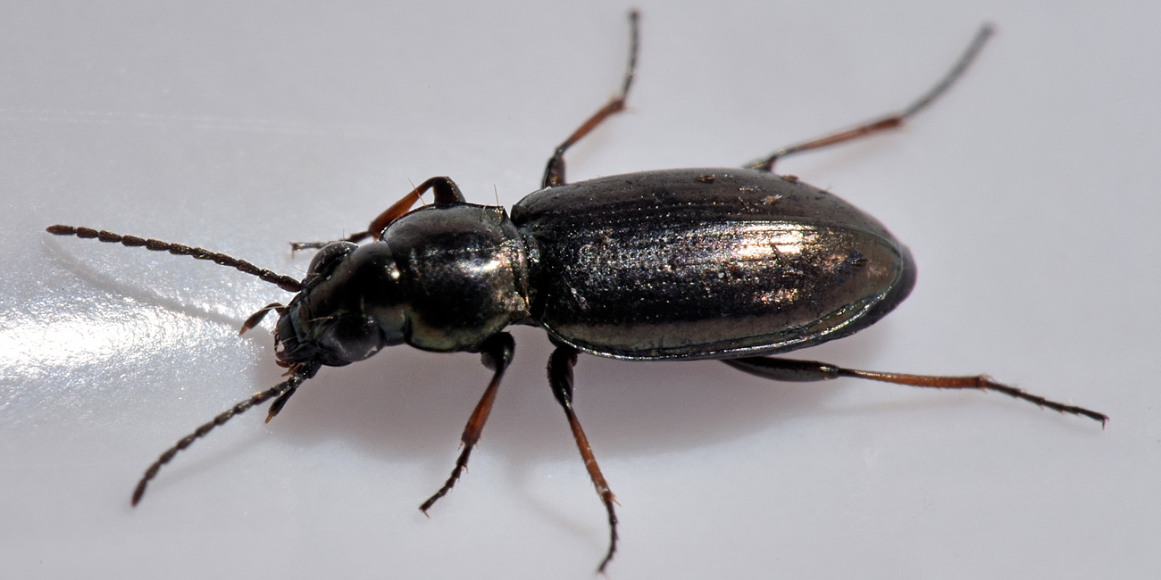 Avigliana, Lungo Dora: Carabidae lungo il fiume.